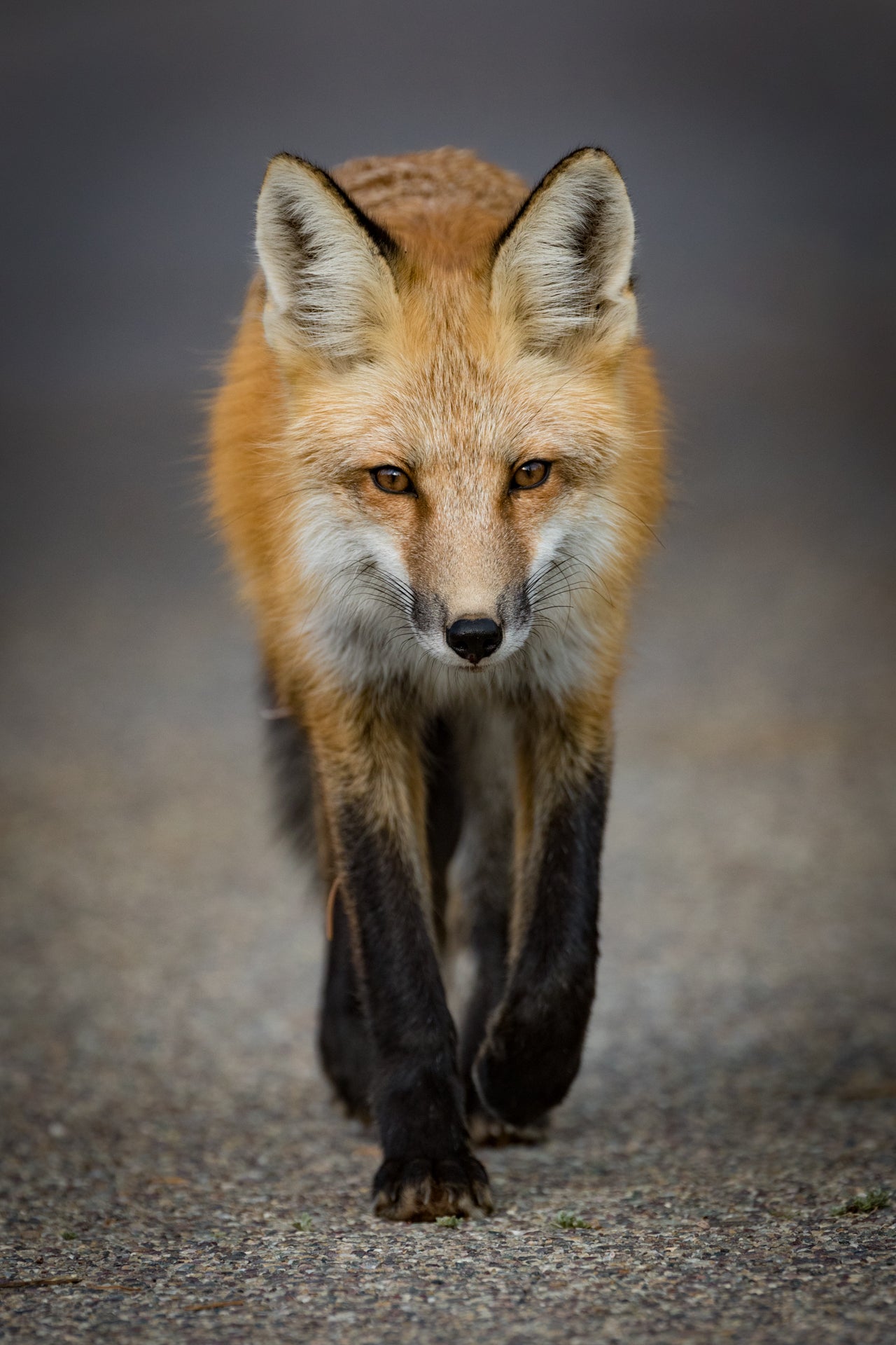 Evening Stroll