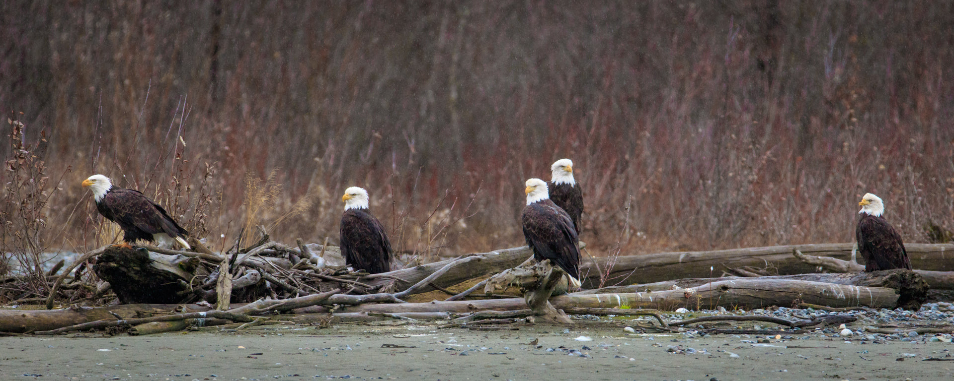 Gathering of Chiefs
