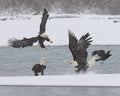 Scramble