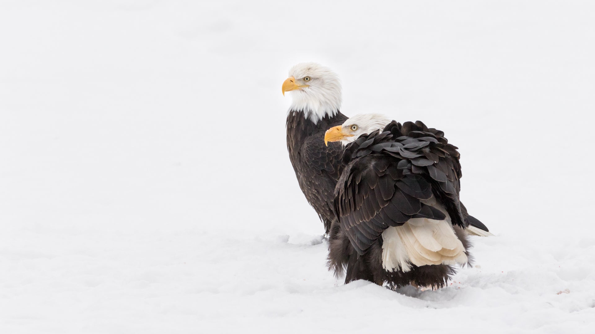Mated Pair