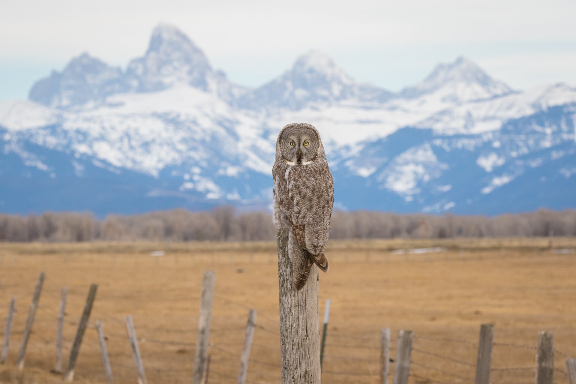 Owl on a Post