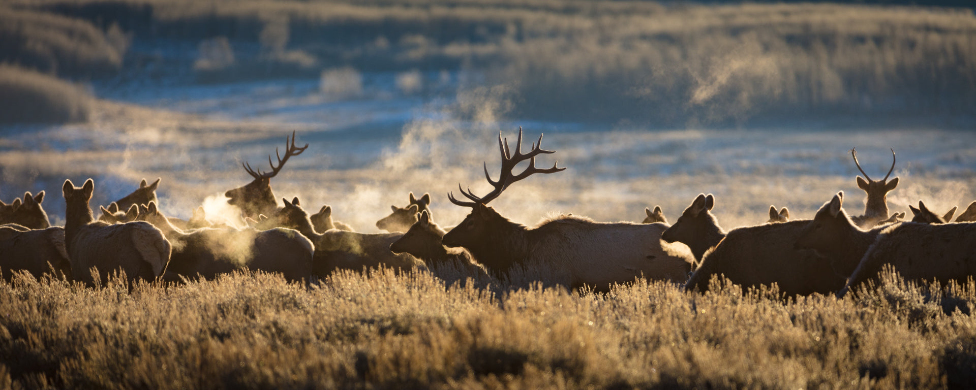 Early Risers