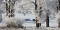 Winter Wonderland