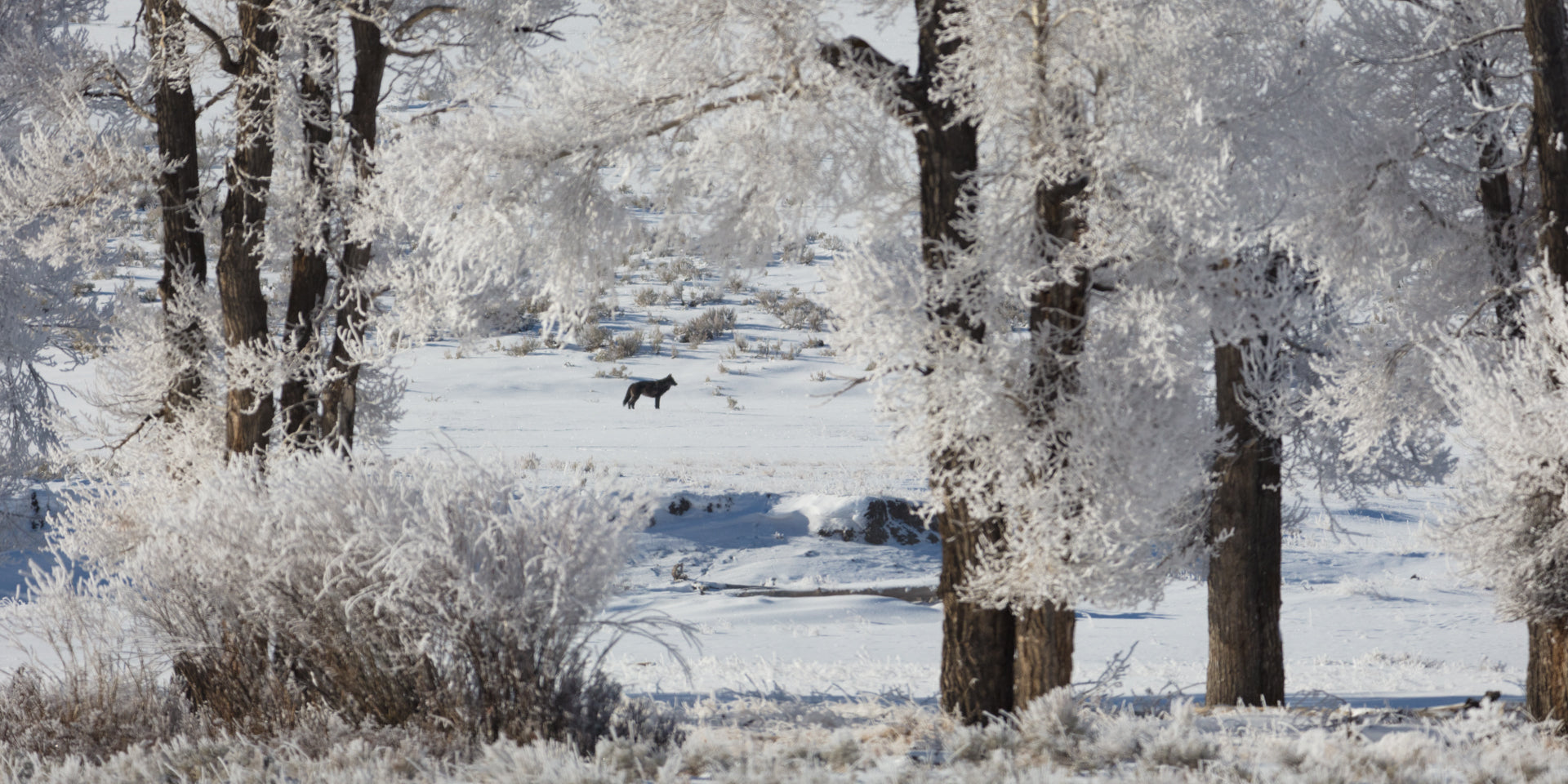 Winter Wonderland