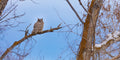 The Watcher