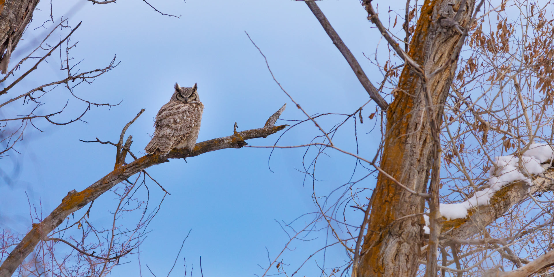 The Watcher