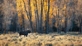 Autumn Moose