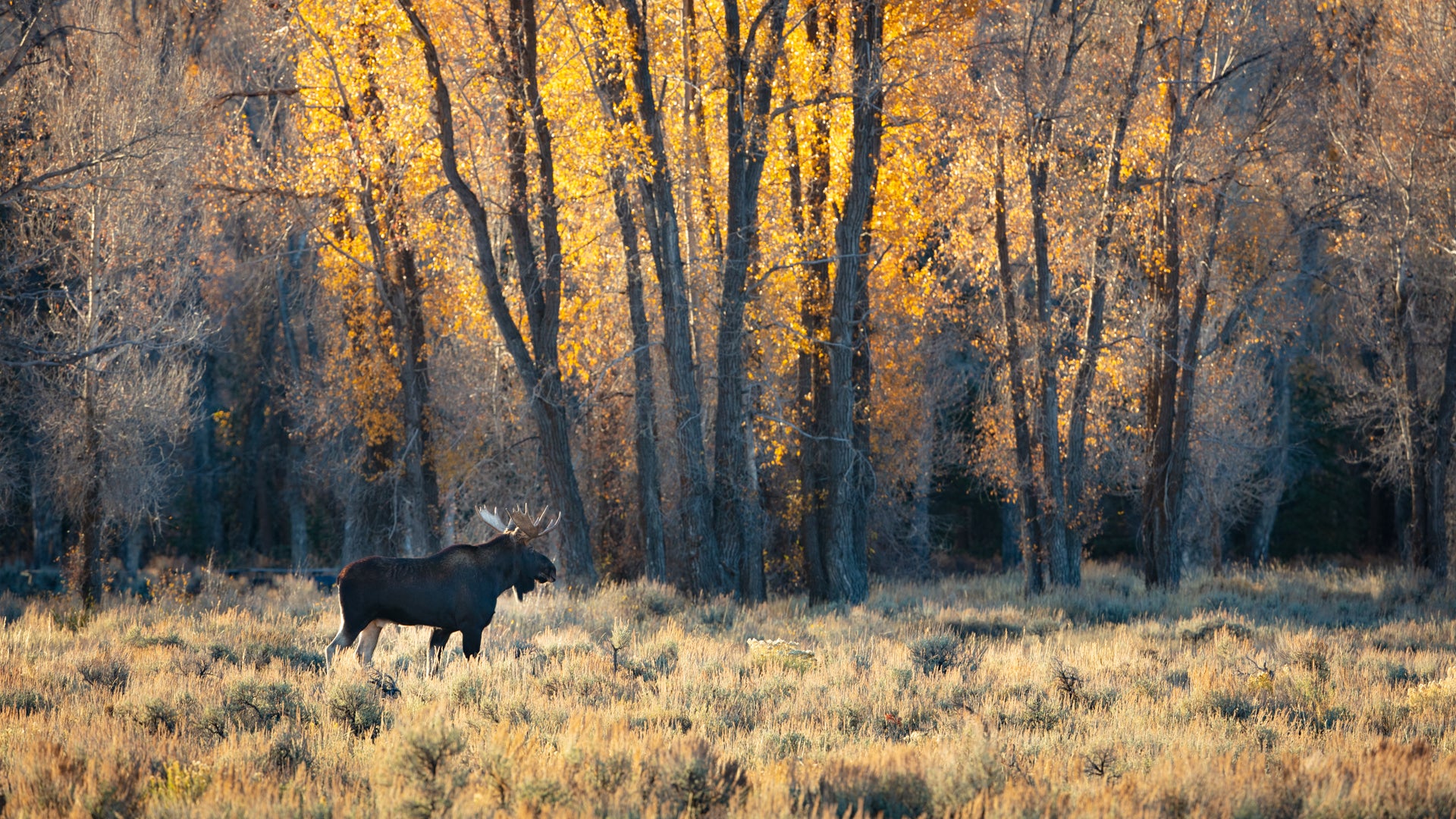 Autumn Moose