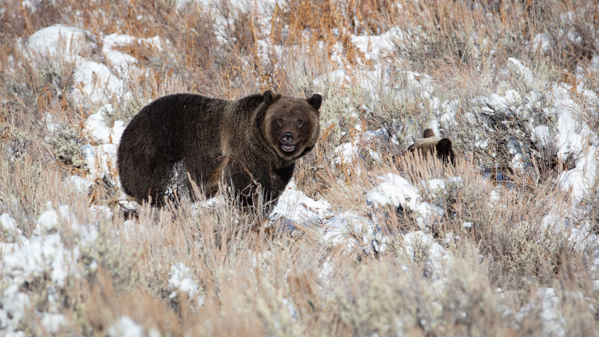 Happy Bear