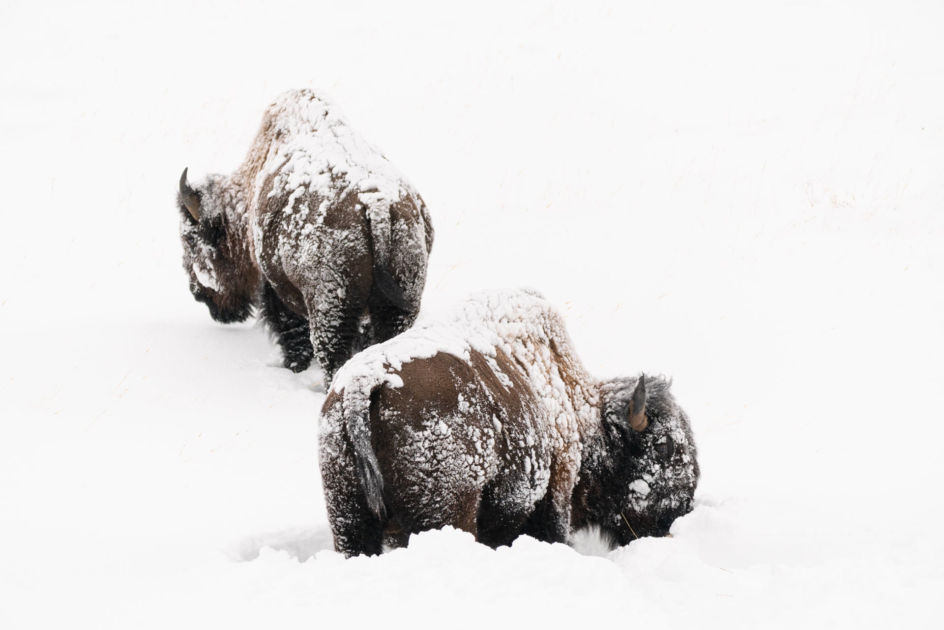 Big Winter