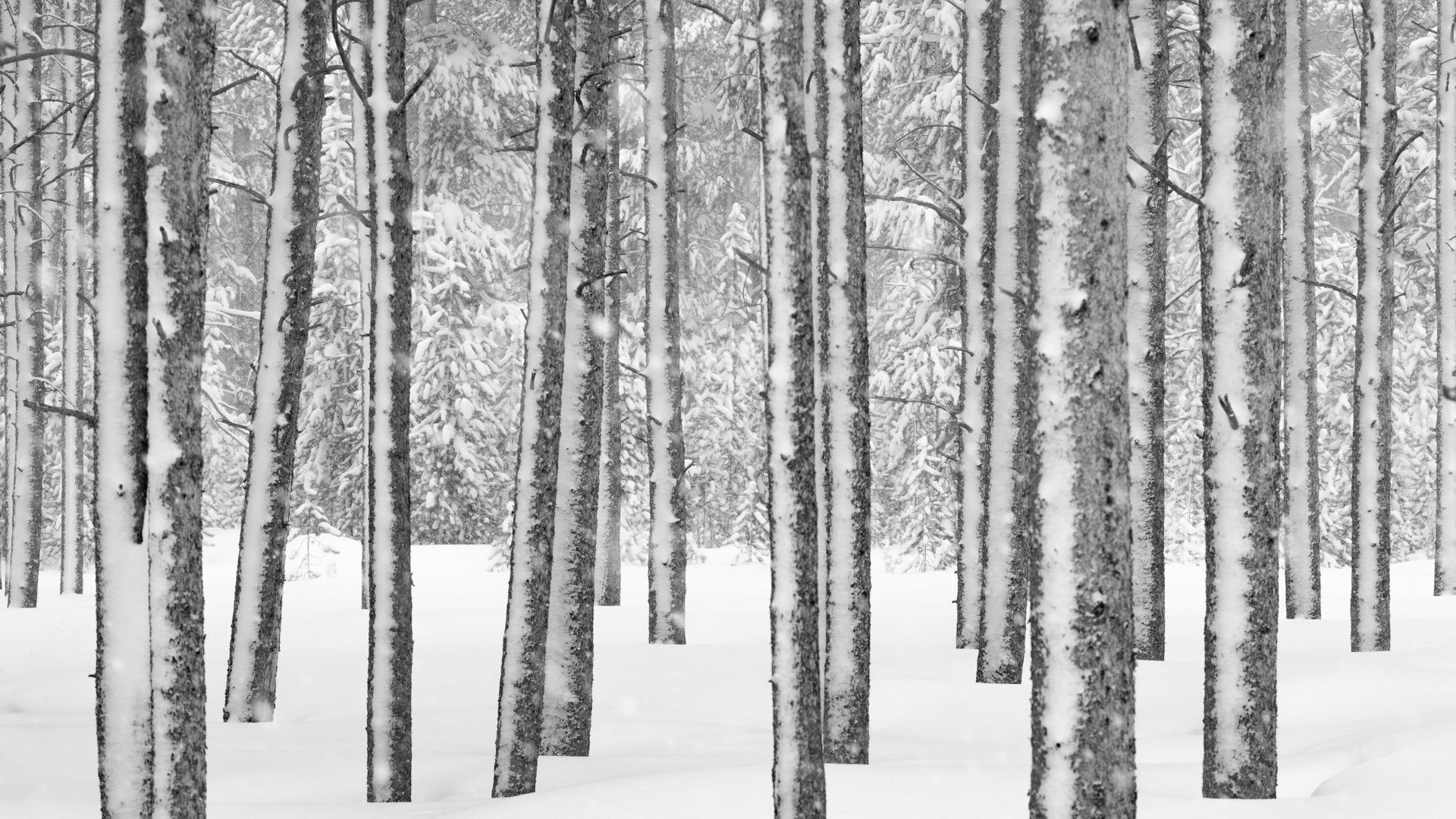 Trees and Snow