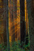 Enlightened