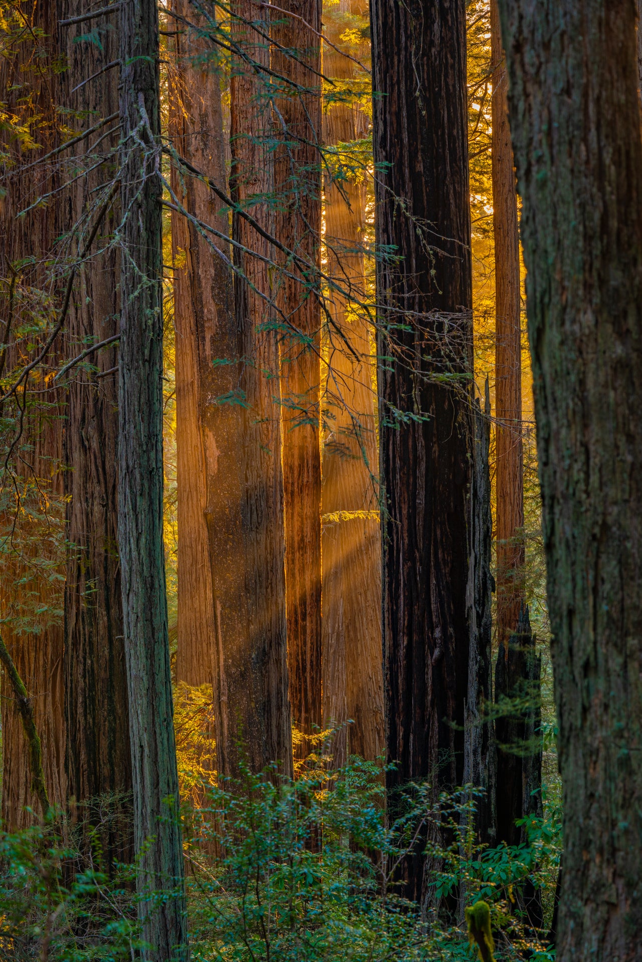 Enlightened