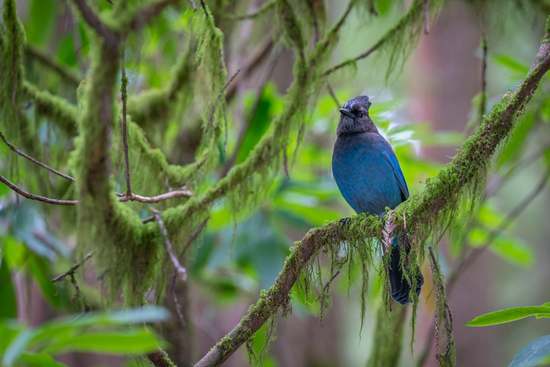 Stellar's Jay