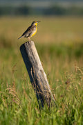 Western Meadowlark