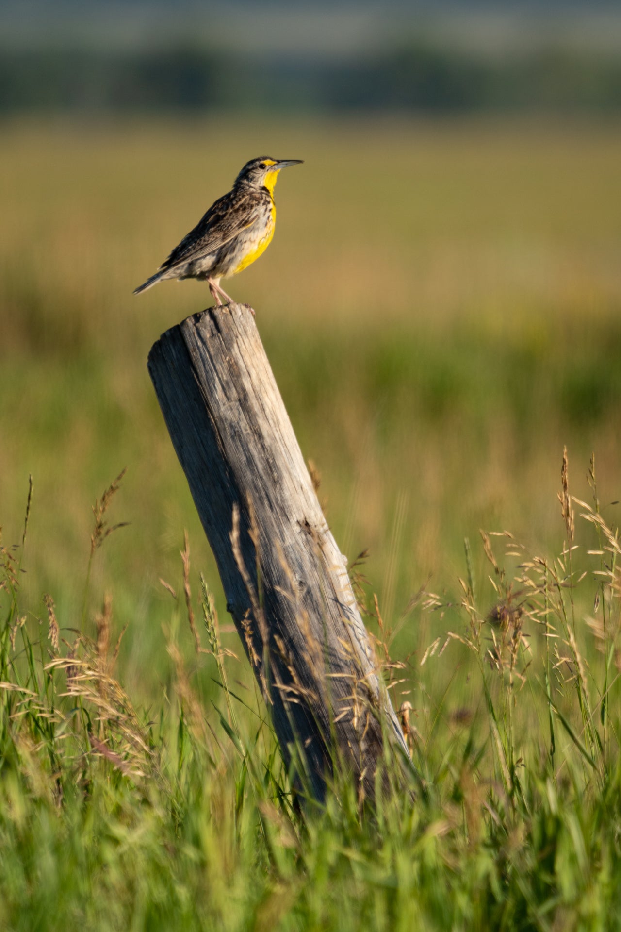 Western Meadowlark