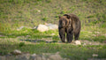 Mama Bear