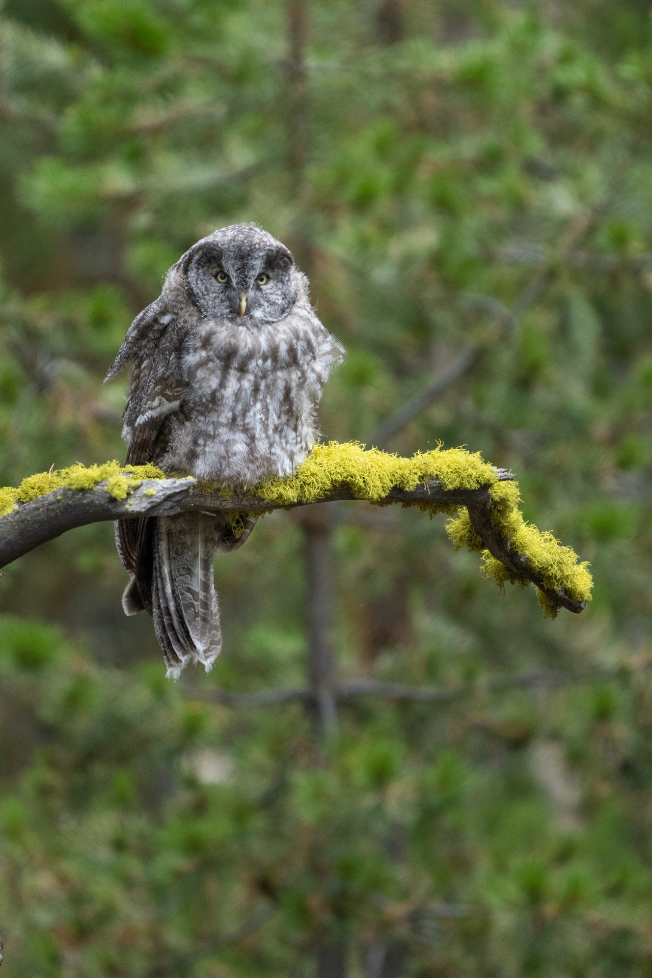 Owlet