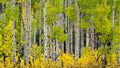 Teton Gold