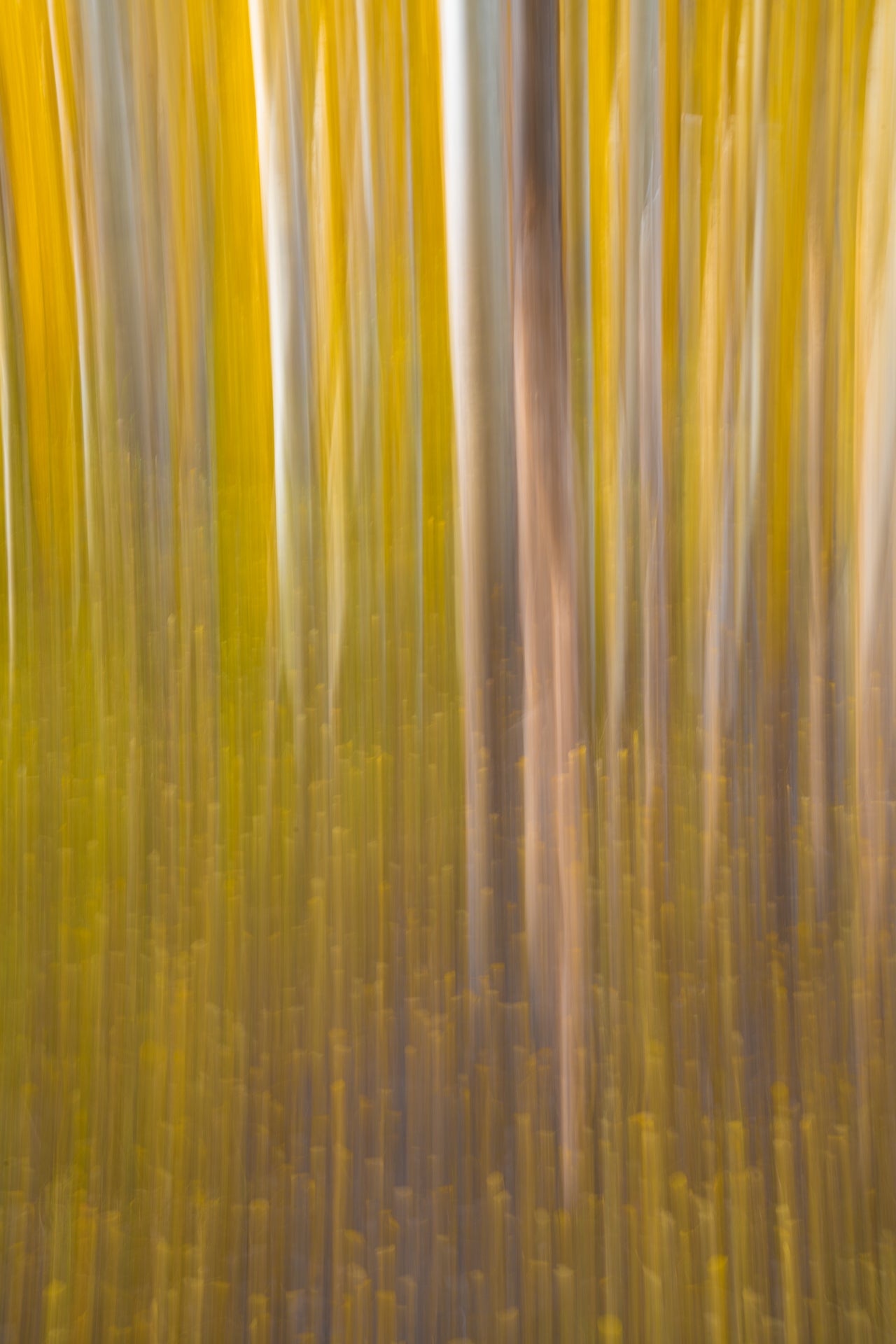 Aspens in Motion