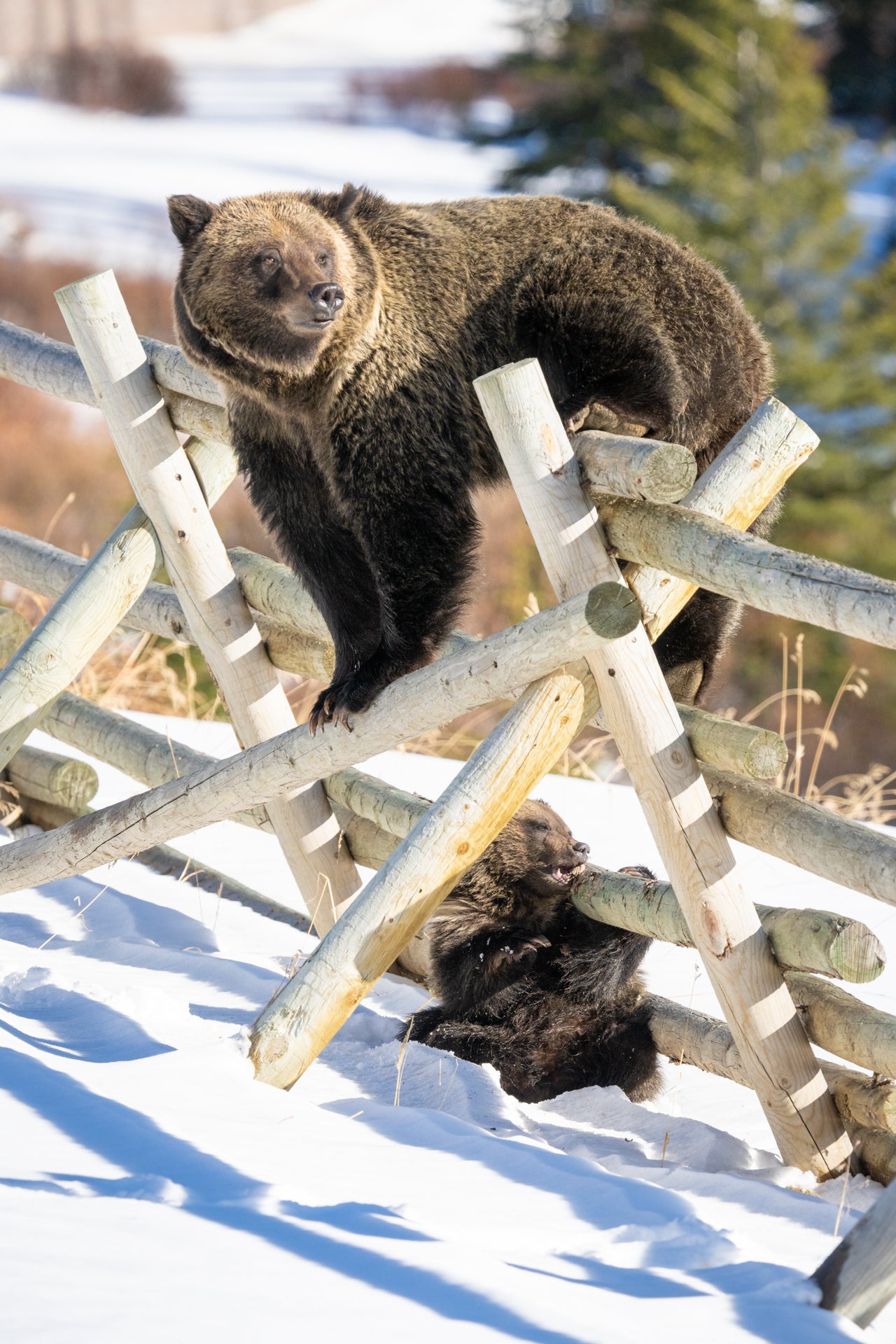 On The Fence