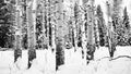 Aspens in Snow