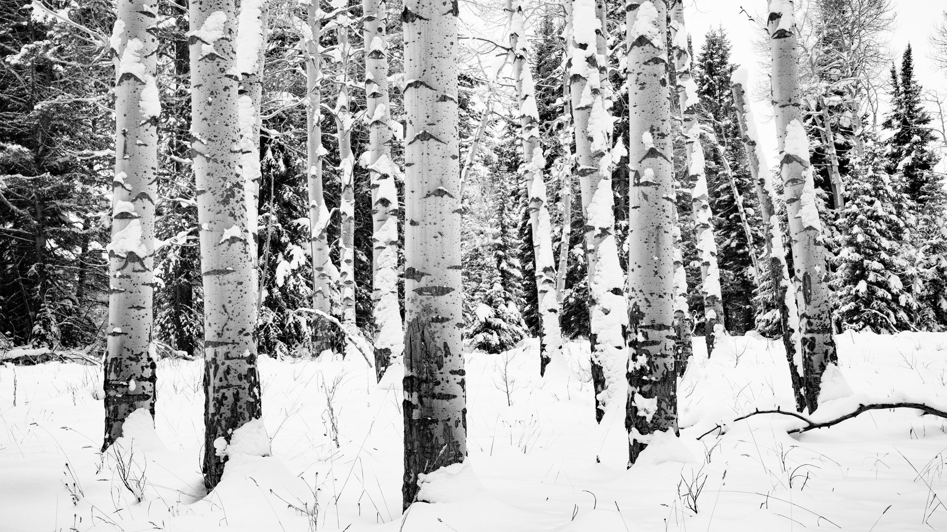 Aspens in Snow