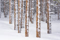 Lodgepoles in Winter