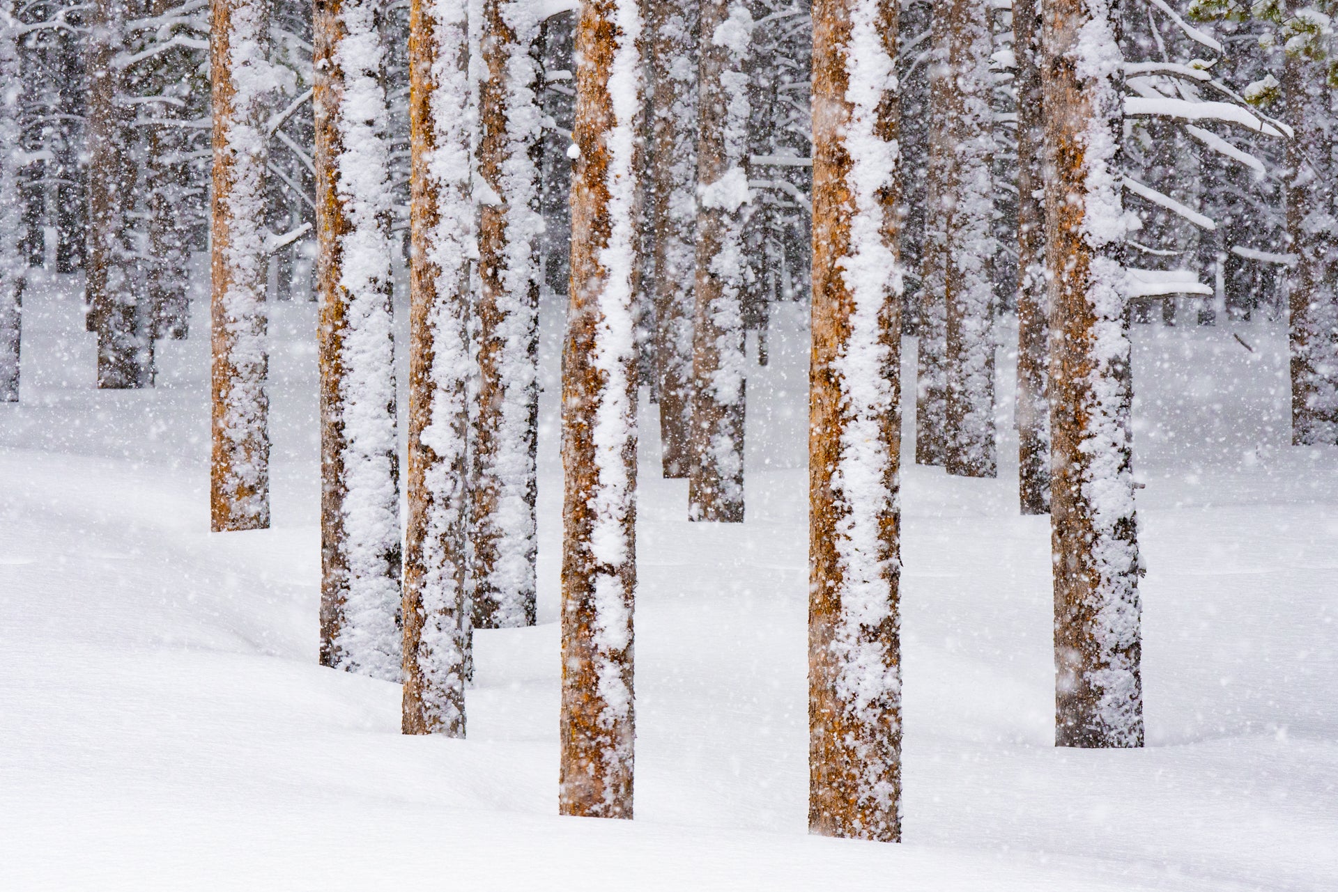 Lodgepoles in Winter