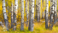 Aspen Song