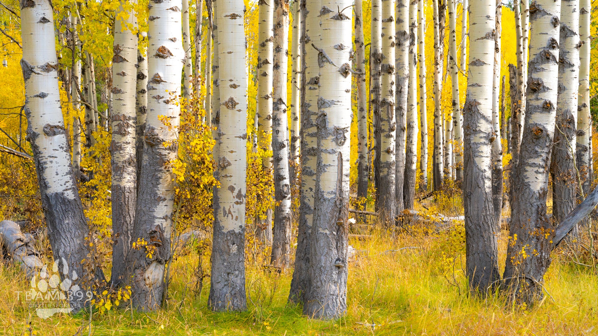 Aspen Song