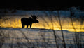 Moose Pond