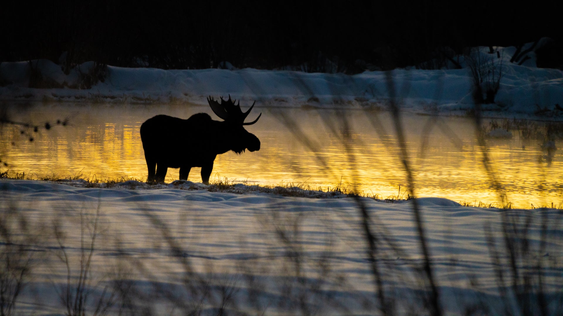 Moose Pond