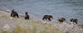Fishing Bear
