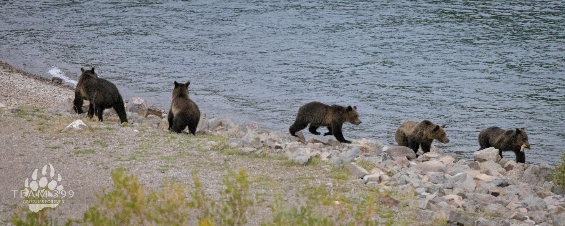 Fishing Bear
