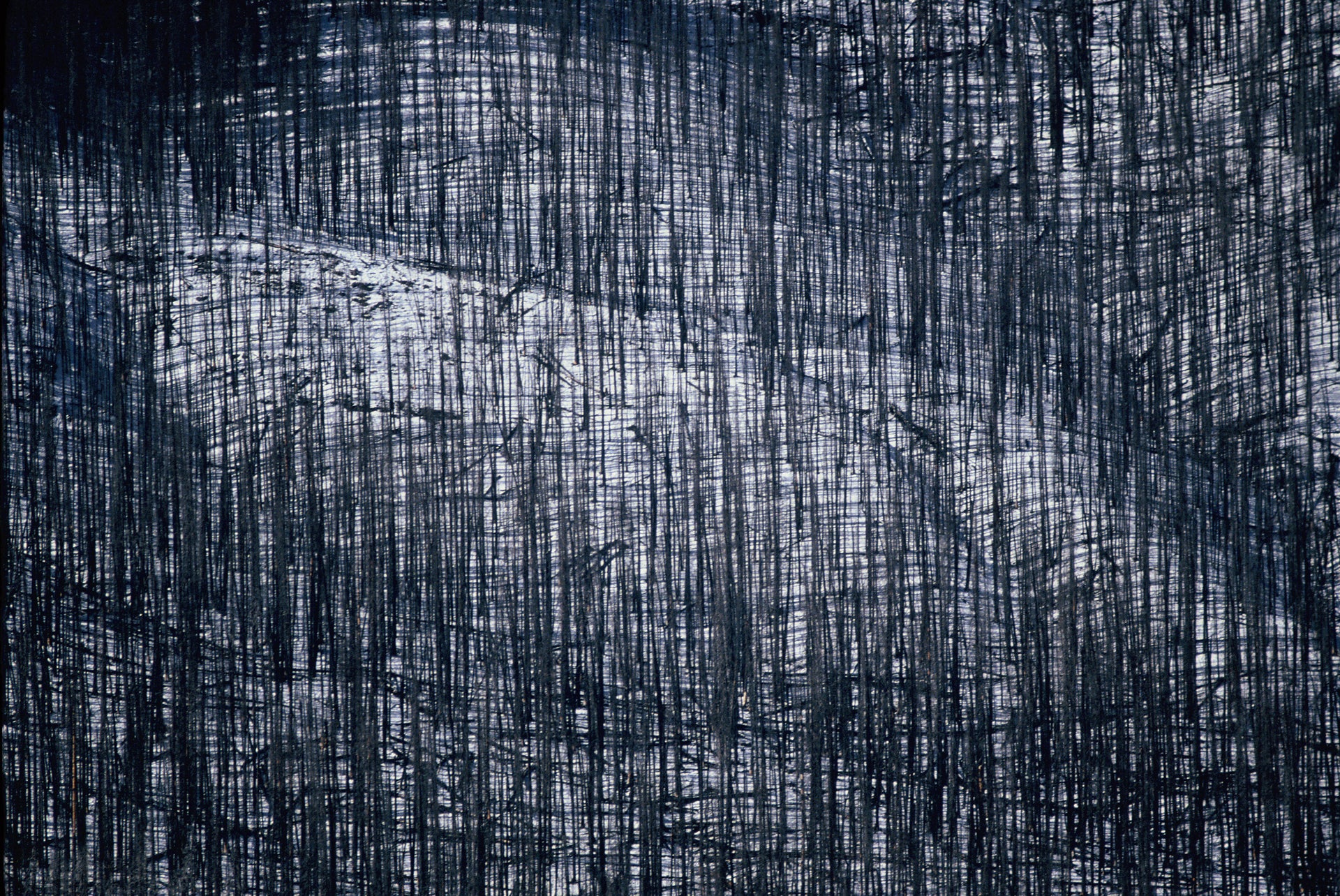 Nature's Lithograph