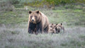 Follow the Leader