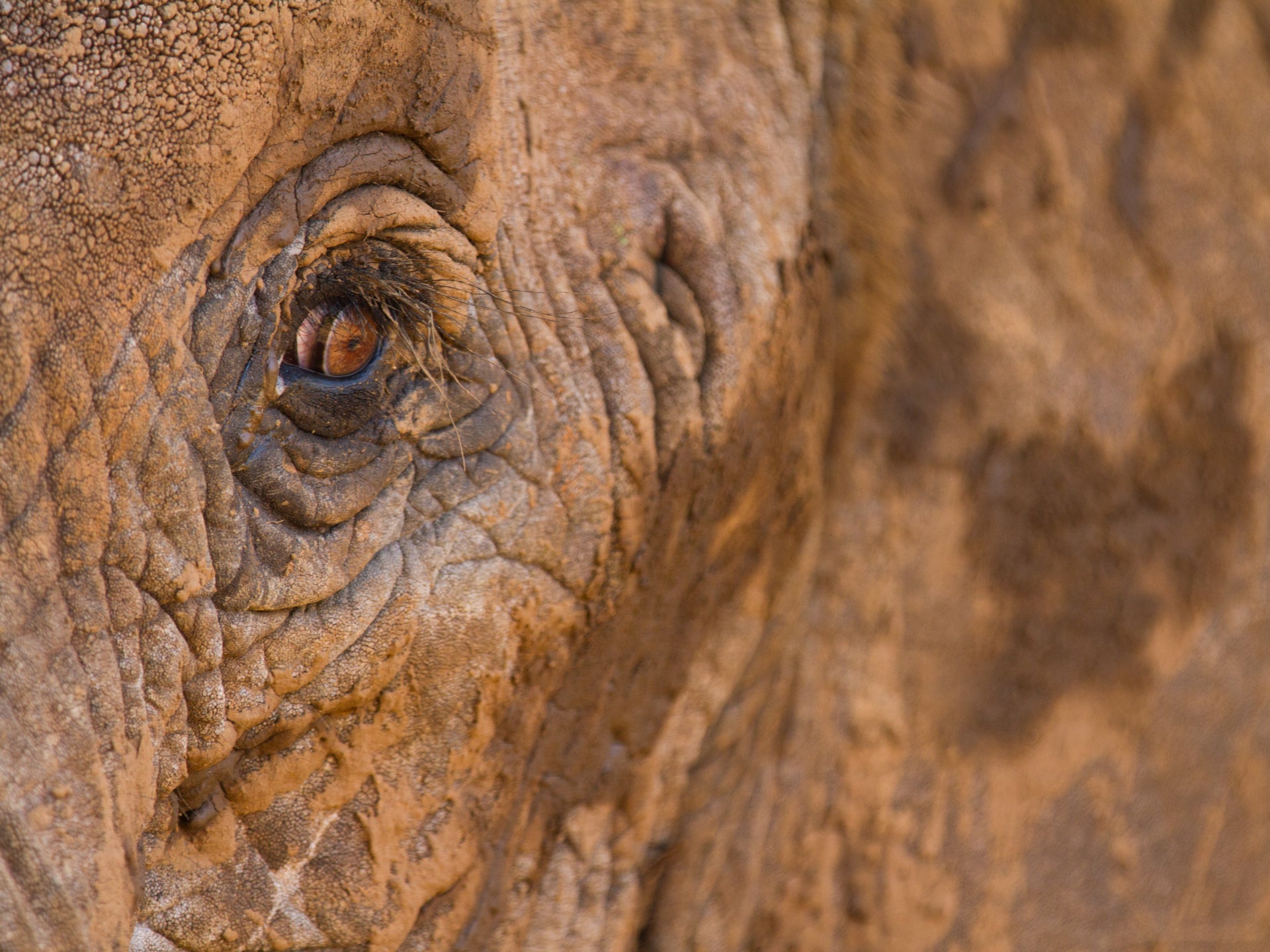 Interview With an Elephant