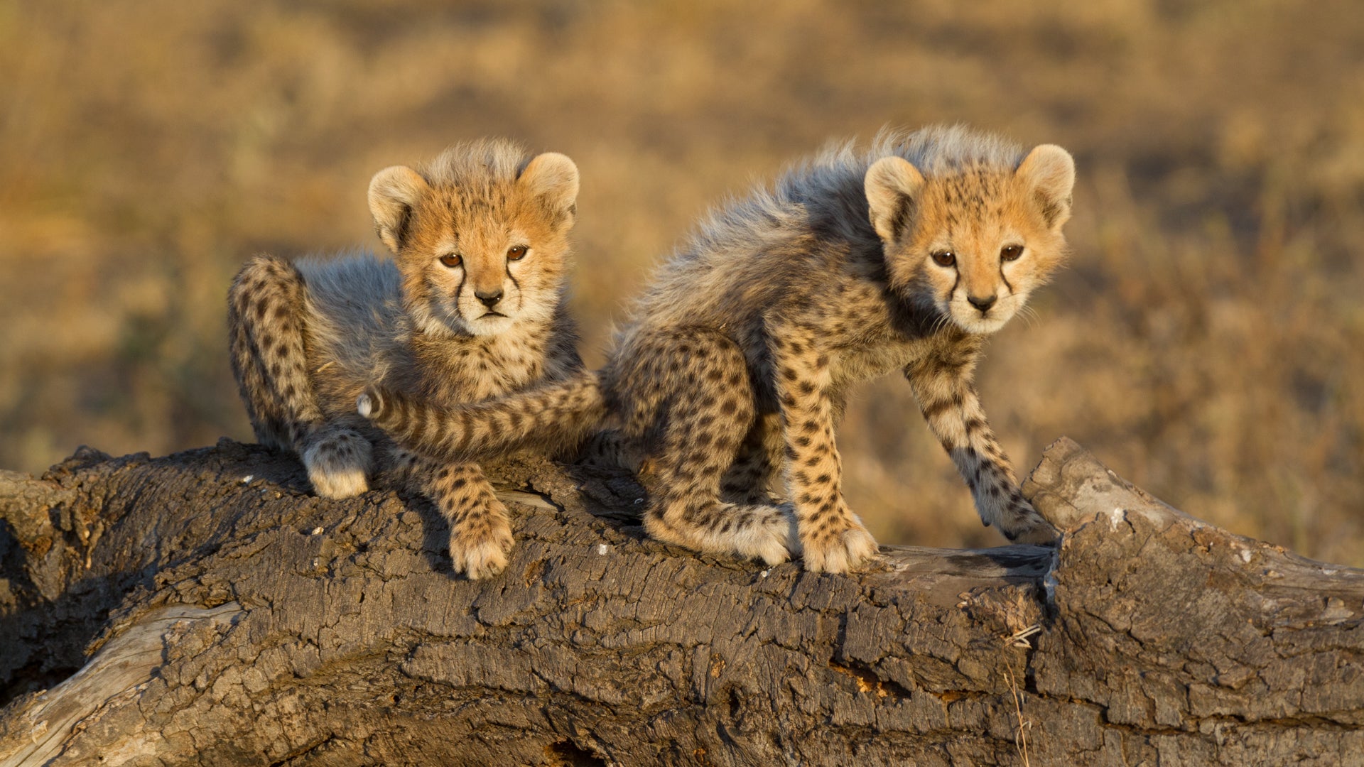 Playmates