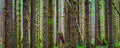 Forest for the Trees