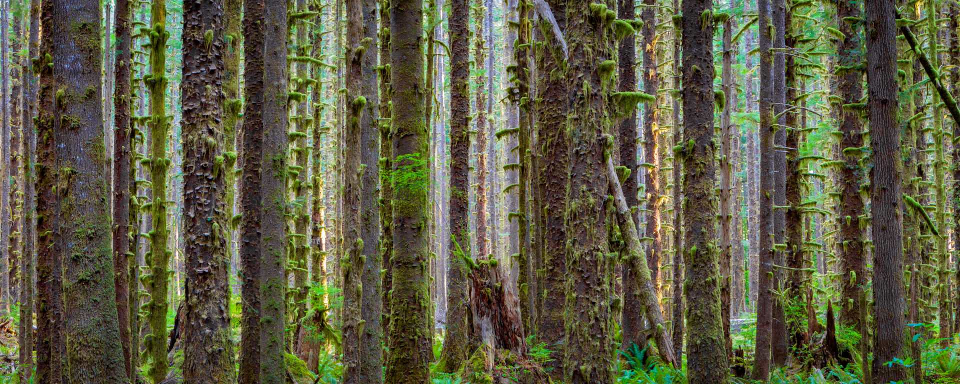 Forest for the Trees