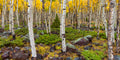 Pando's Garden