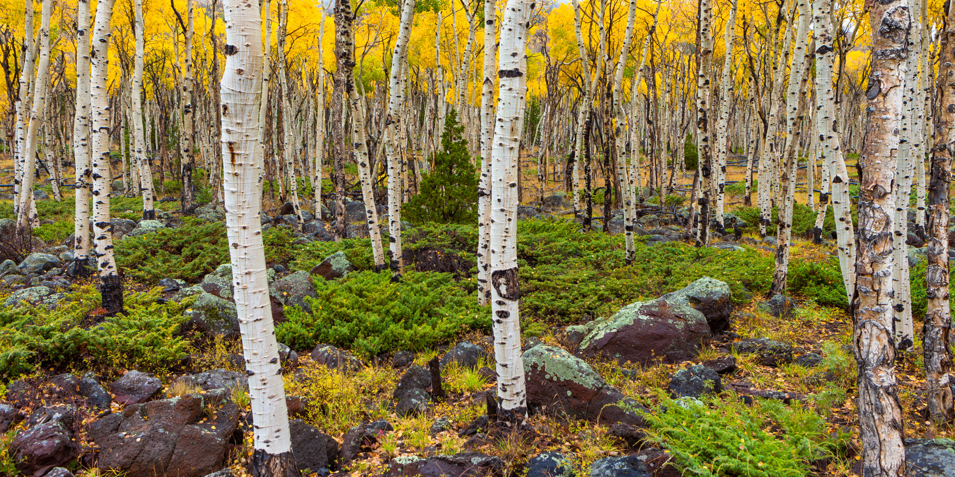 Pando's Garden