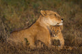 A Mother's Love