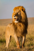 Cue The Lion