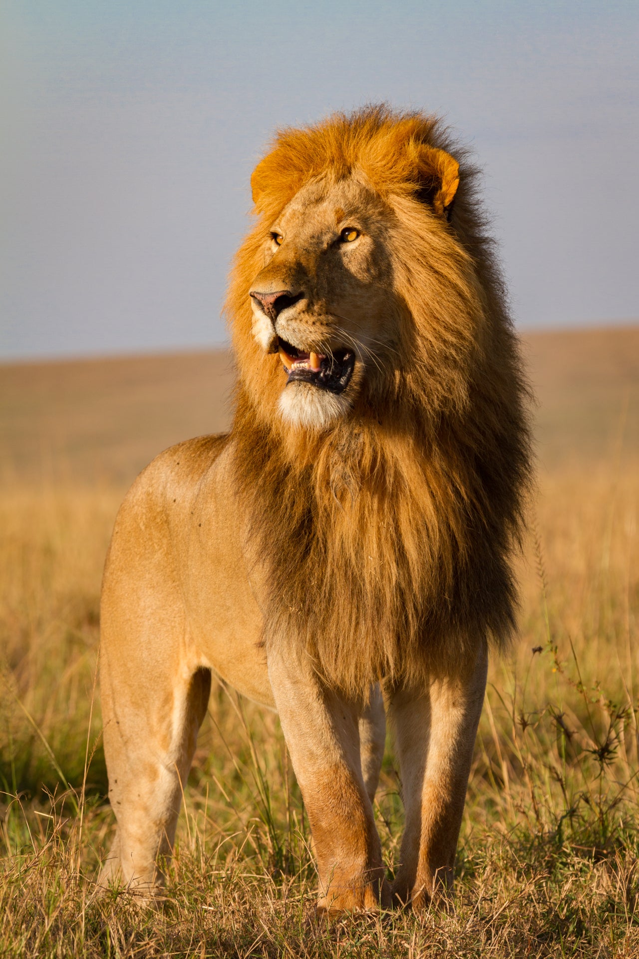 Cue The Lion