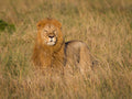 Majesty