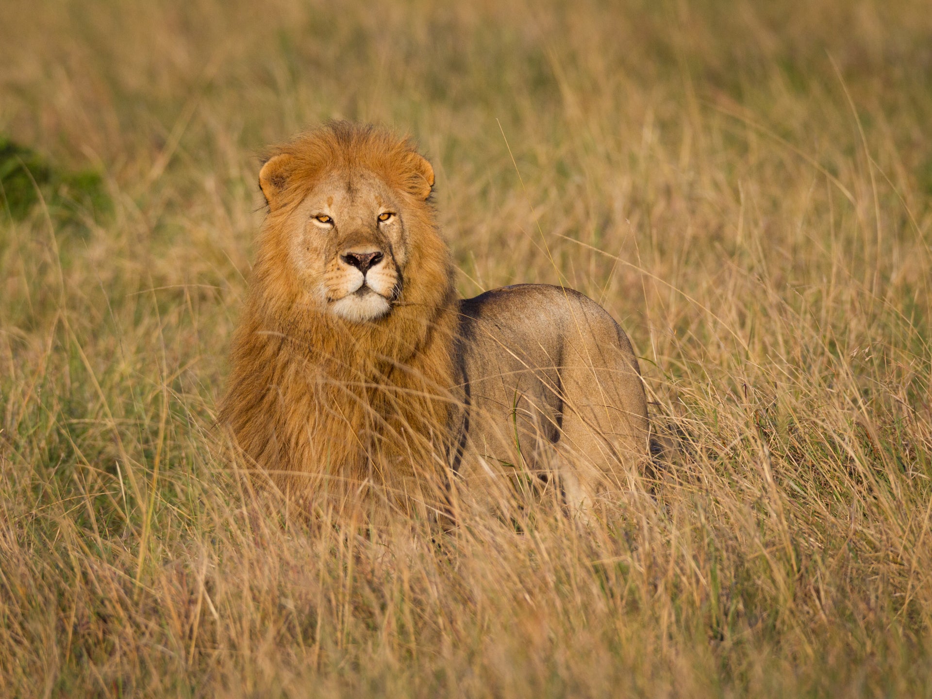 Majesty