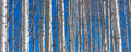 Aspens in Winter