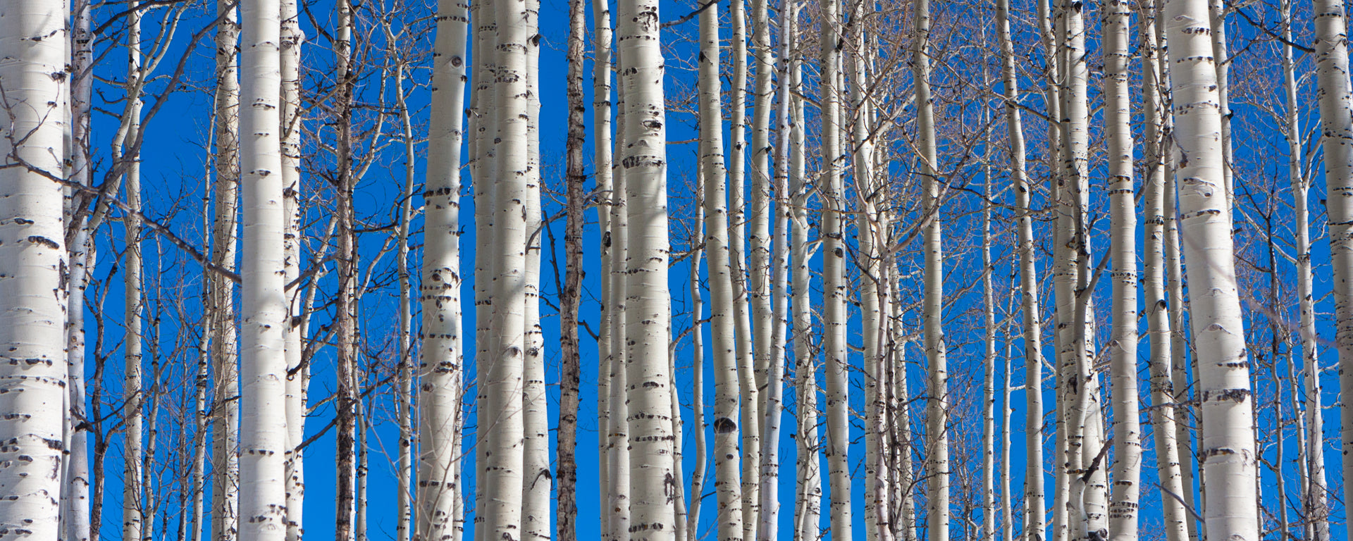 Aspens in Winter